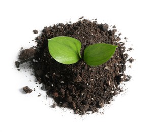 Photo of Young sapling in soil isolated on white, top view