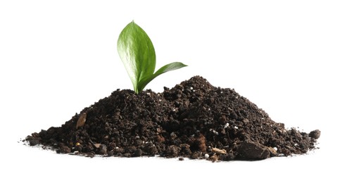 Young sapling in soil isolated on white