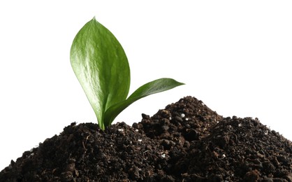 Young sapling in soil isolated on white