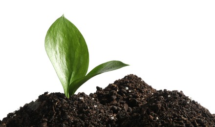 Young sapling in soil isolated on white