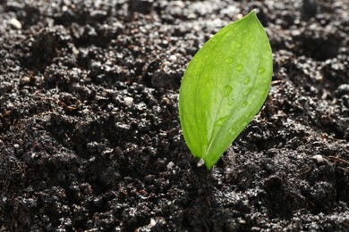 Photo of Young sapling in fresh soil, closeup view