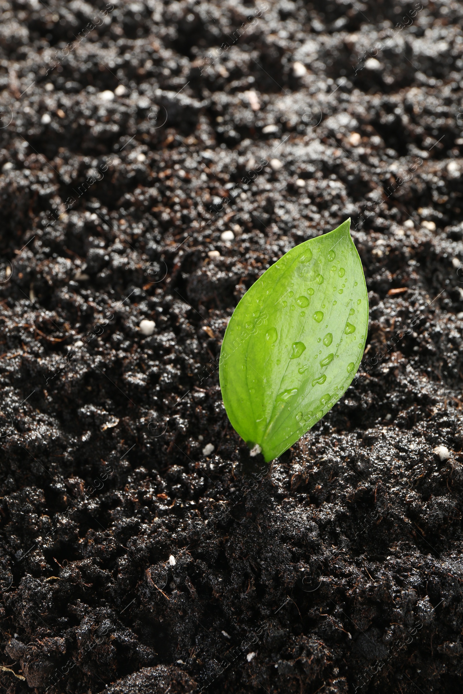 Photo of Young sapling in fresh soil, closeup view