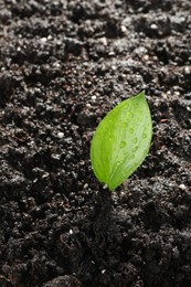 Photo of Young sapling in fresh soil, closeup view