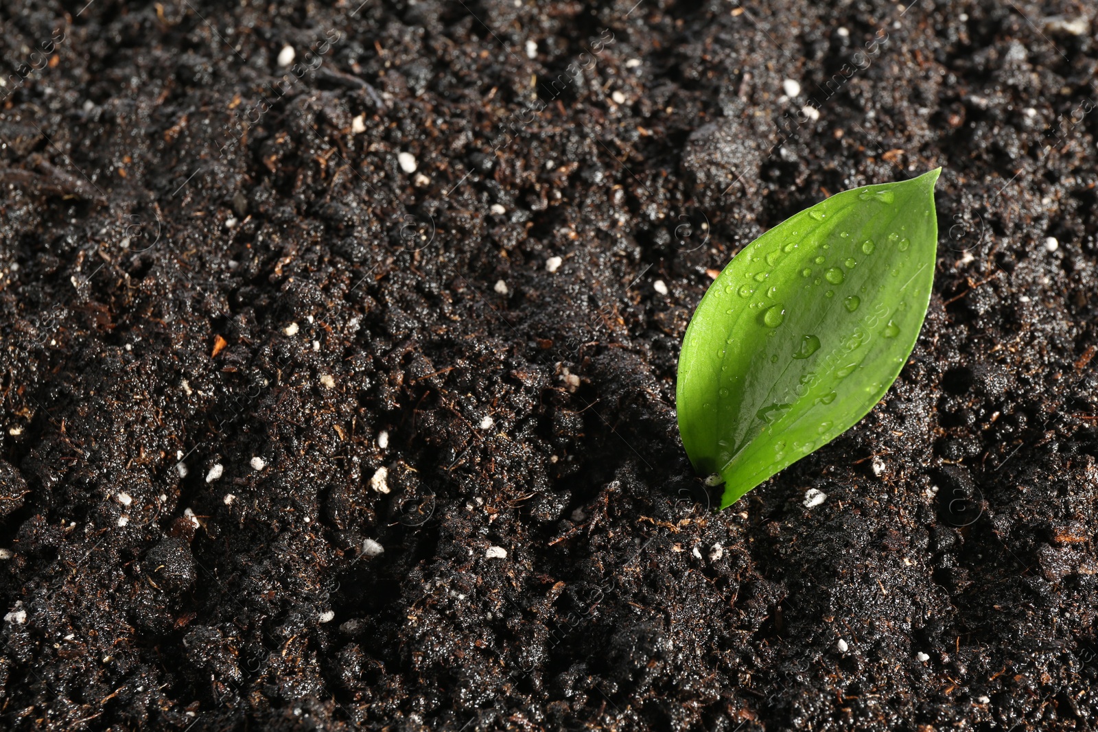 Photo of Young sapling in fresh soil, closeup view