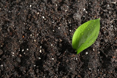 Young sapling in fresh soil, closeup view