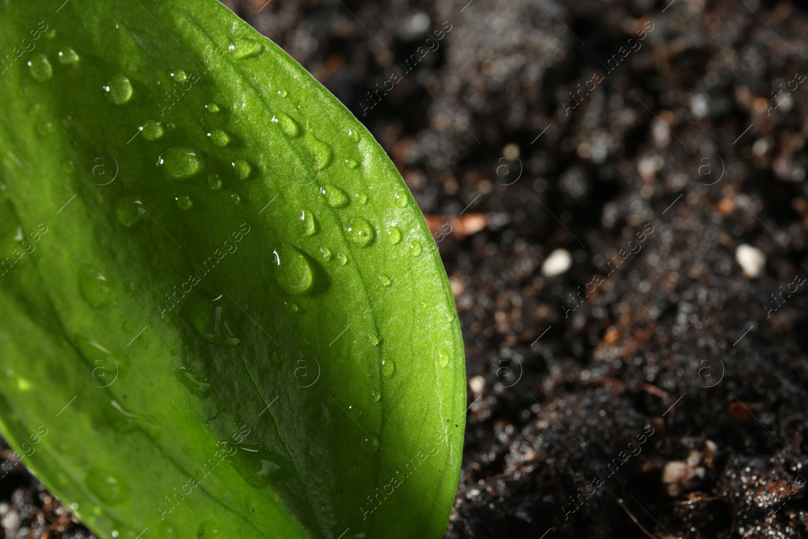 Photo of Young sapling in fresh soil, closeup view