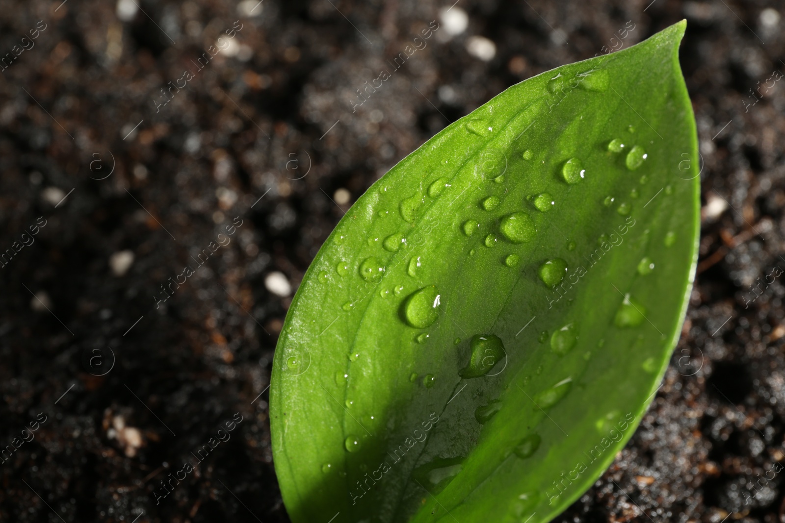 Photo of Young sapling in fresh soil, closeup view