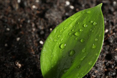 Photo of Young sapling in fresh soil, closeup view