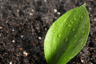 Young sapling in fresh soil, closeup view