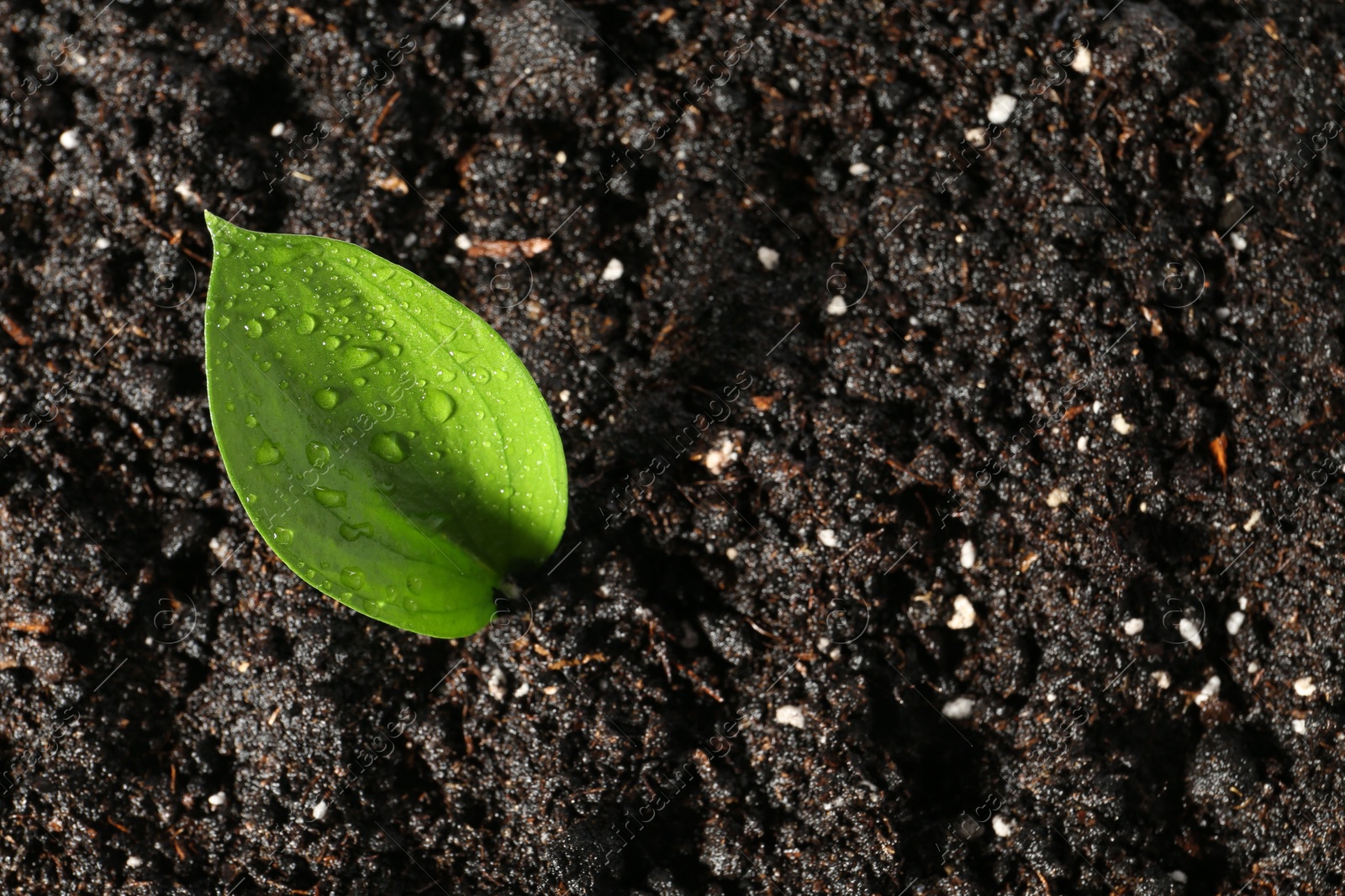 Photo of Young sapling in fresh soil, closeup view