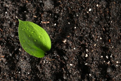 Young sapling in fresh soil, closeup view