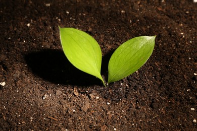 Photo of Young sapling in fresh soil, closeup view