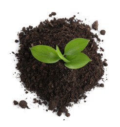 Young sapling in soil isolated on white, top view