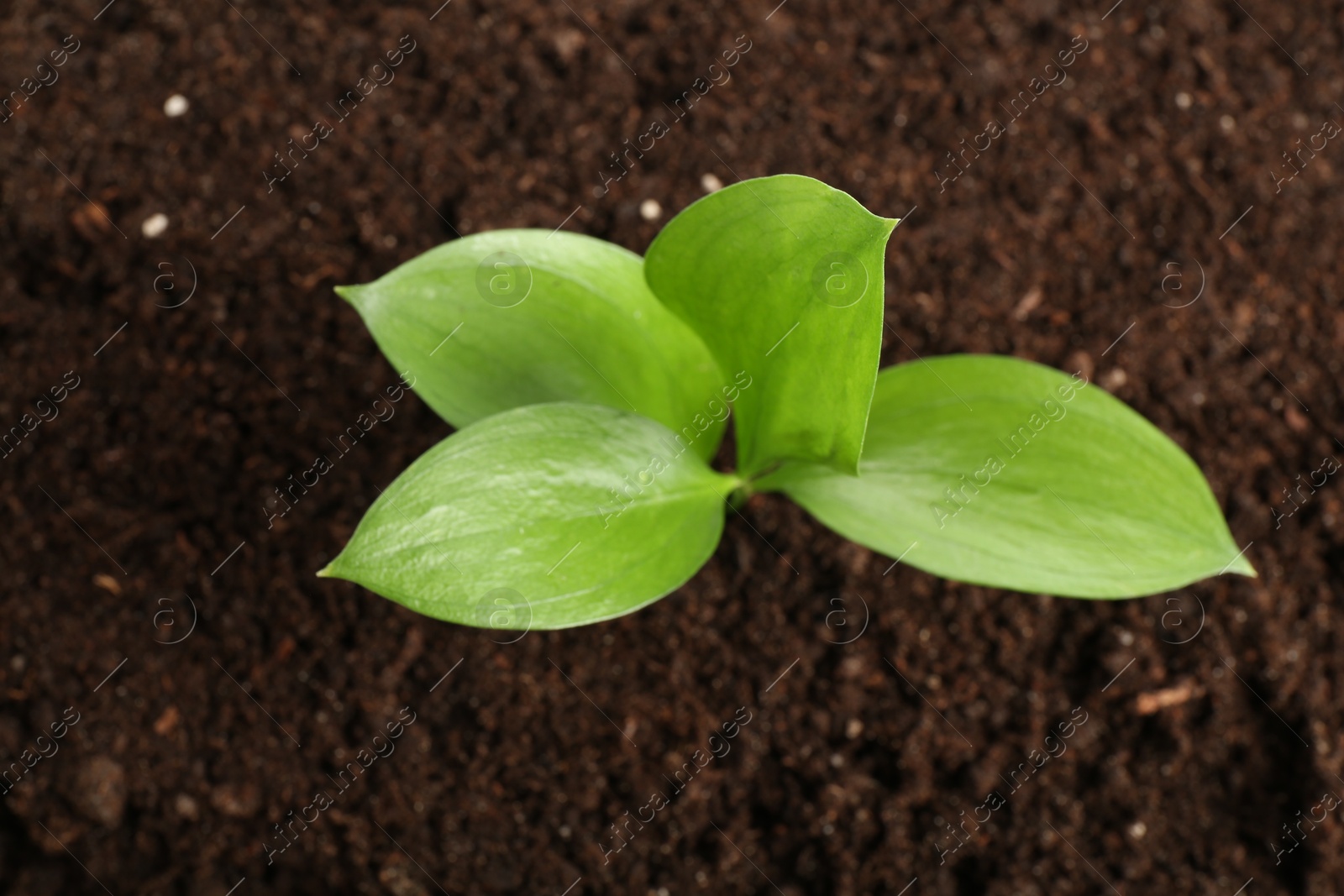 Photo of Young sapling in fresh soil, top view