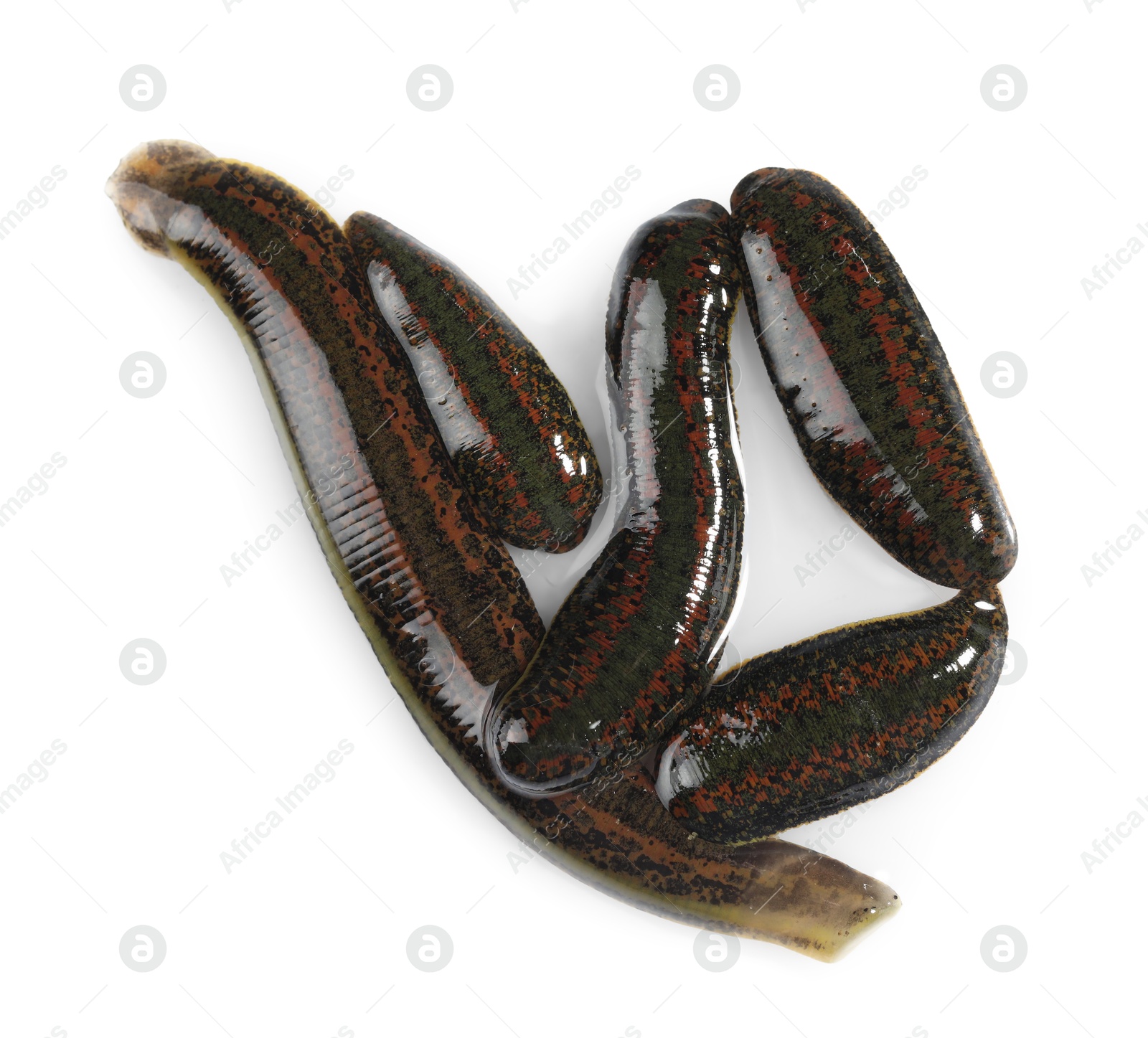 Photo of Medicinal leeches isolated on white, top view