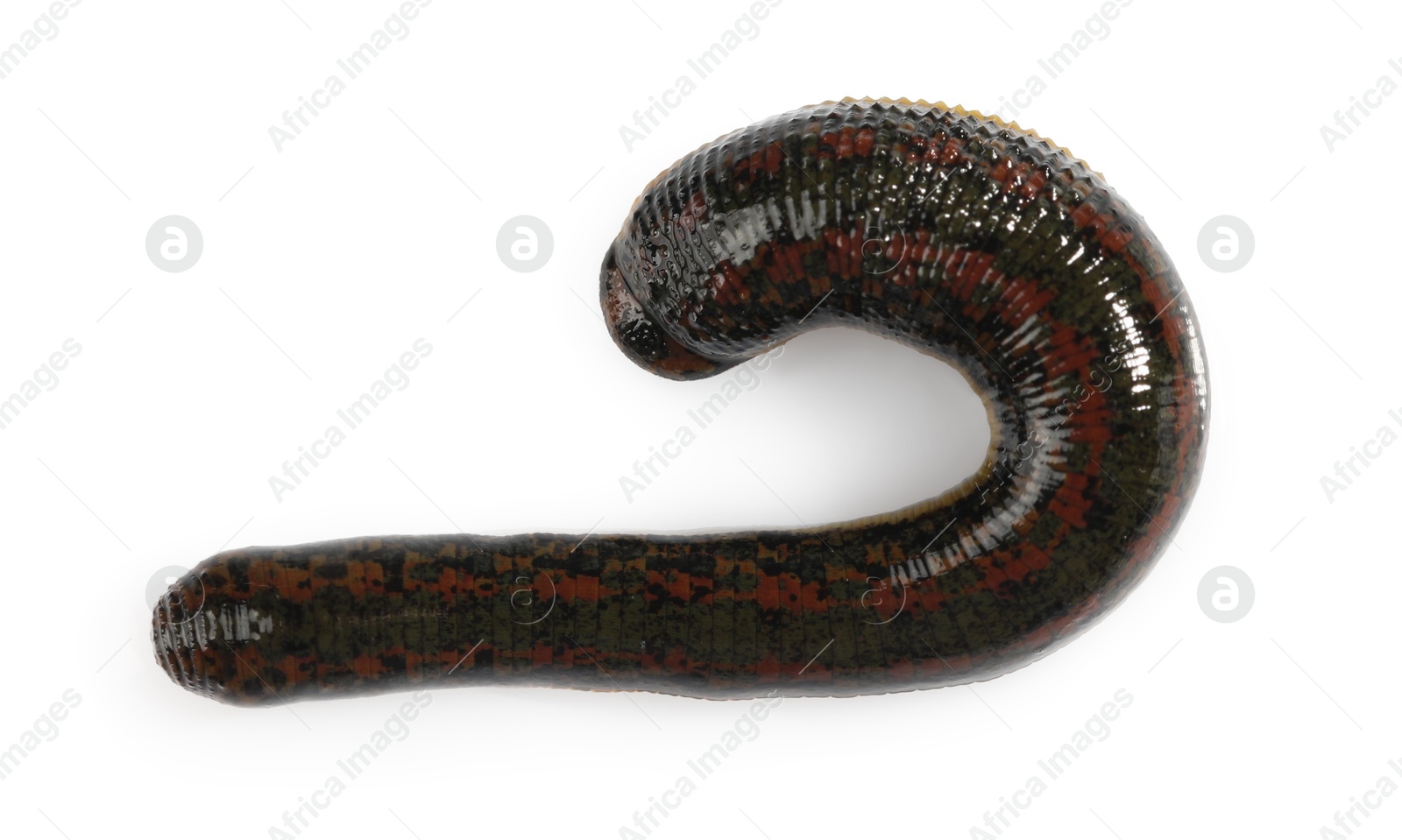 Photo of One medicinal leech isolated on white, top view