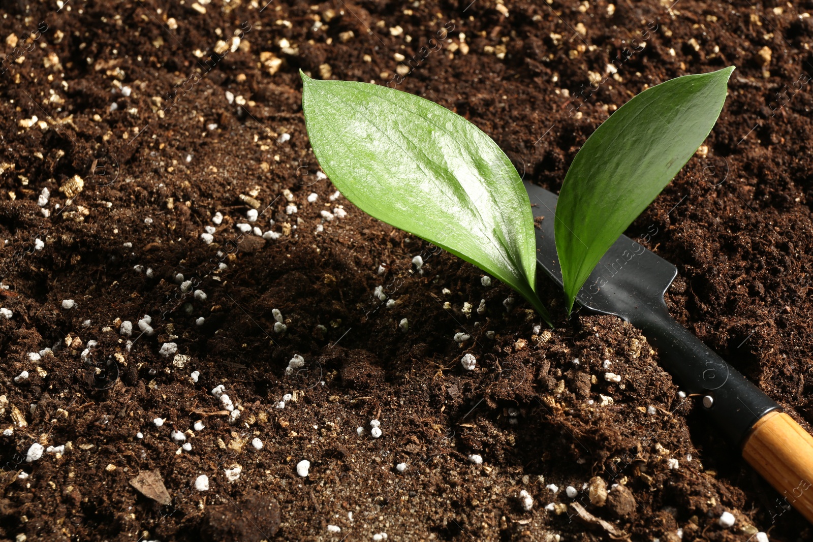 Photo of Young sapling and shovel on fresh soil, closeup