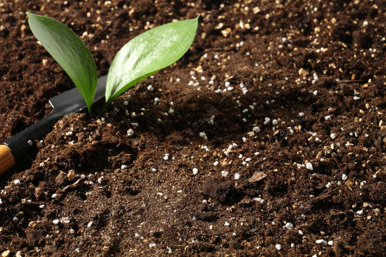 Photo of Young sapling and shovel on fresh soil, closeup