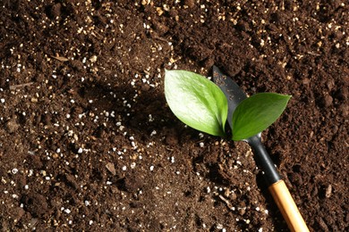 Photo of Young sapling and shovel on fresh soil, closeup