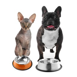 Image of Cat and dog with empty bowls on white background. Pet food