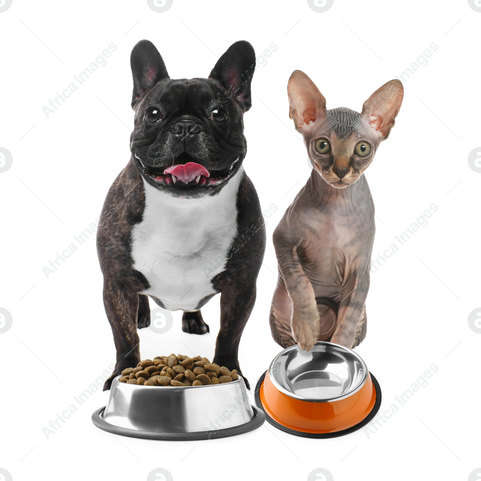 Image of Dog with bowl full of pet food and cat with empty one on white background