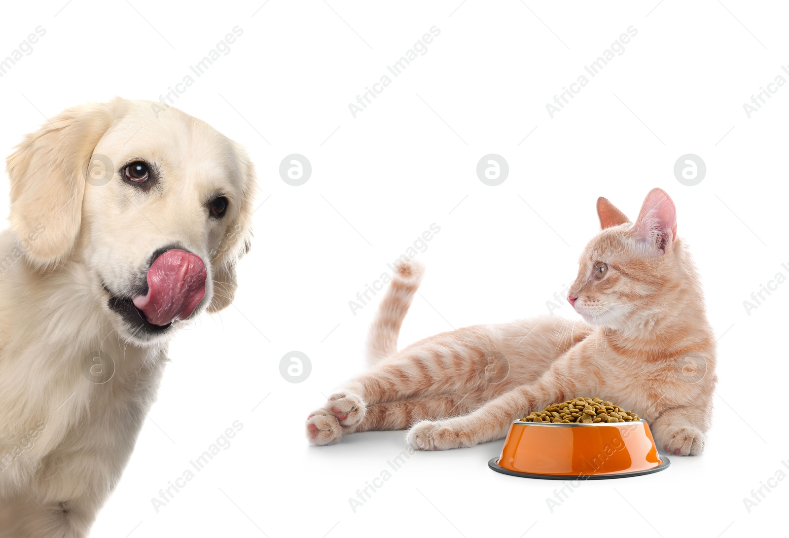 Image of Cat with bowl full of pet food and dog on white background