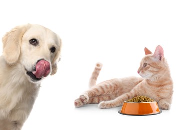 Image of Cat with bowl full of pet food and dog on white background