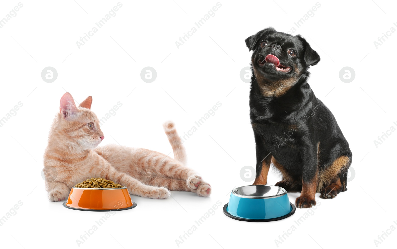 Image of Cat with bowl full of pet food and dog on white background