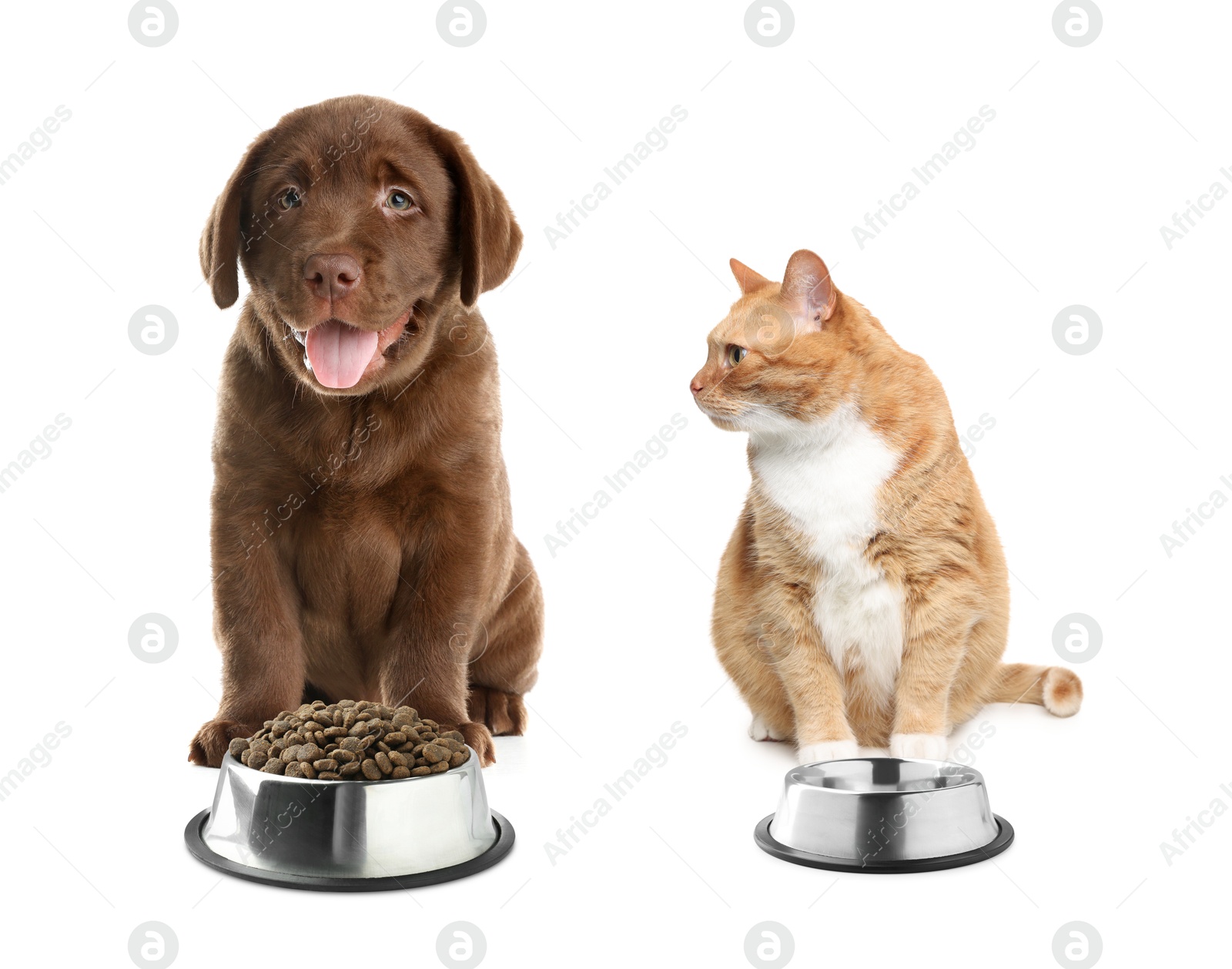 Image of Dog with bowl full of pet food and cat with empty one on white background