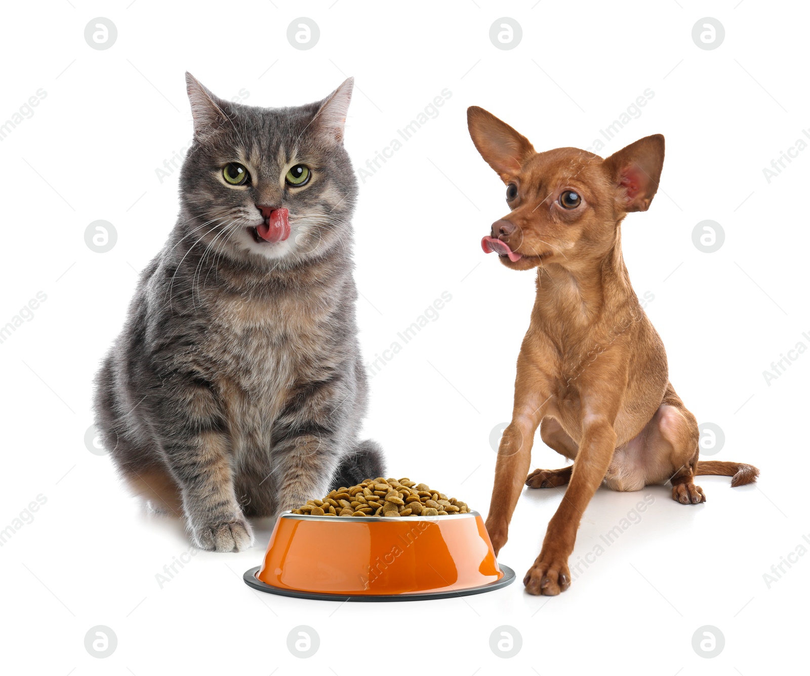 Image of Cat and dog with bowl full of pet food on white background