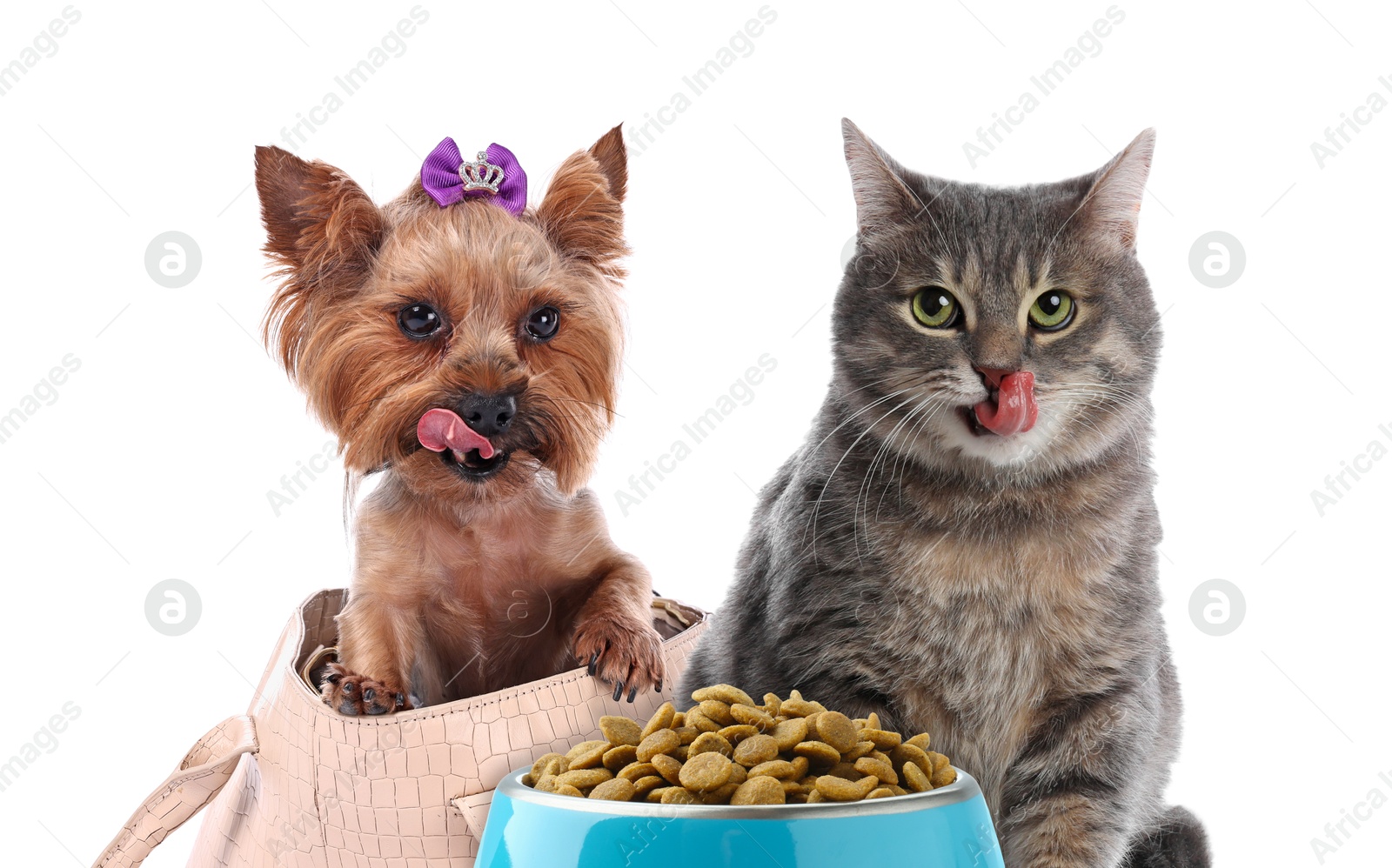 Image of Cat and dog with bowl full of pet food on white background