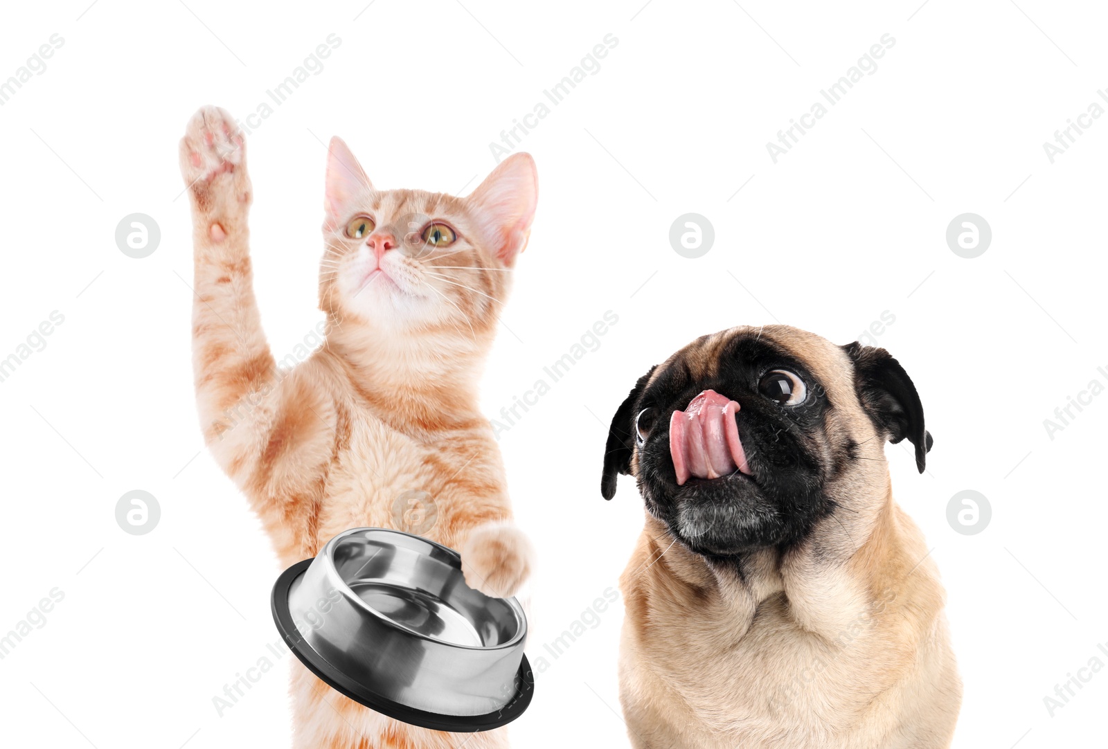 Image of Dog and cat with empty bowl on white background. Pet food