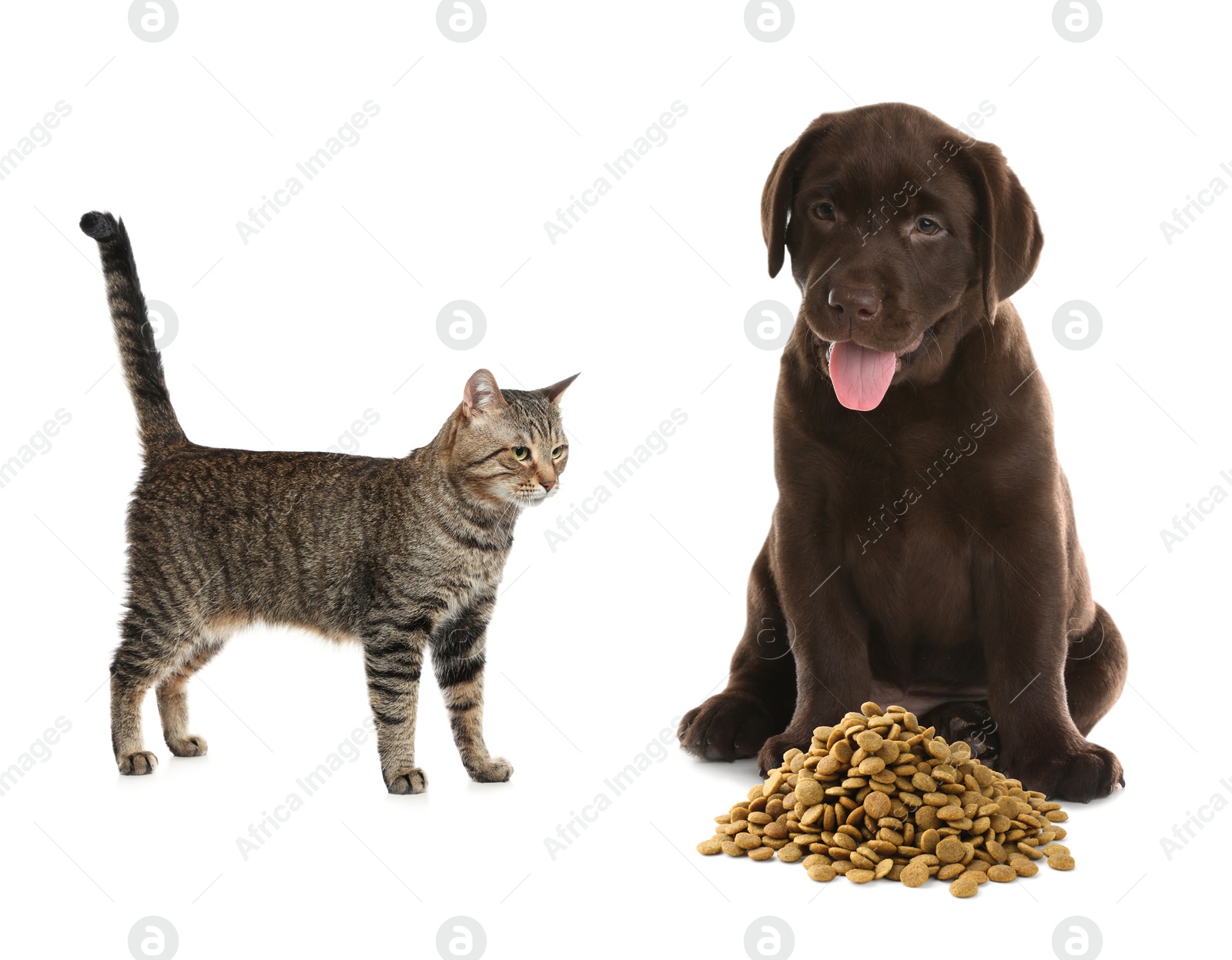 Image of Cat and dog near pile of pet food on white background