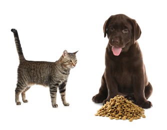 Image of Cat and dog near pile of pet food on white background