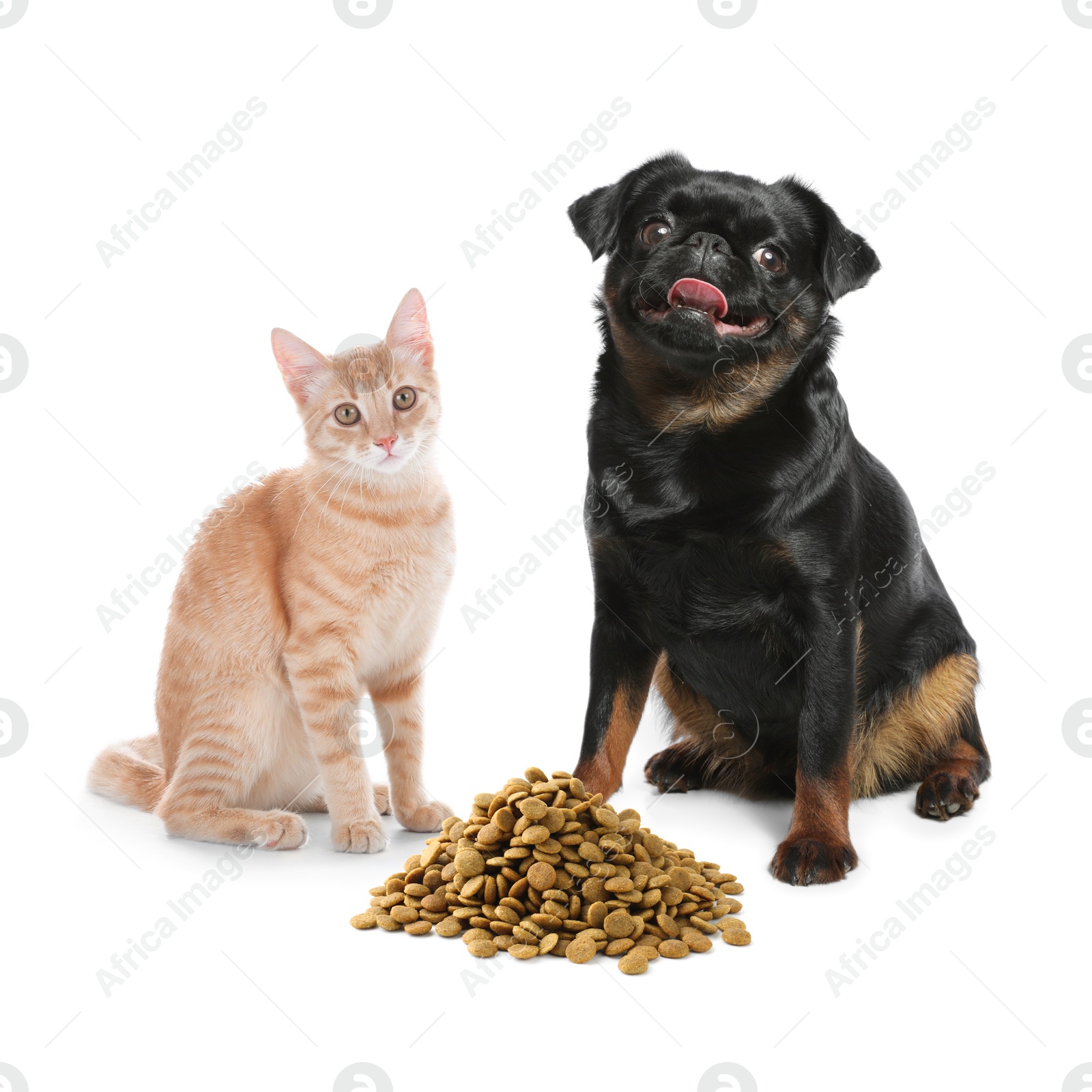 Image of Cat and dog near pile of pet food on white background