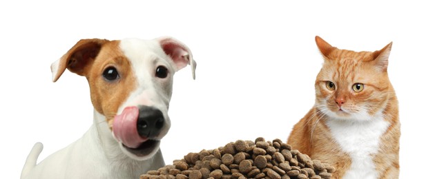 Image of Cat and dog near pile of pet food on white background