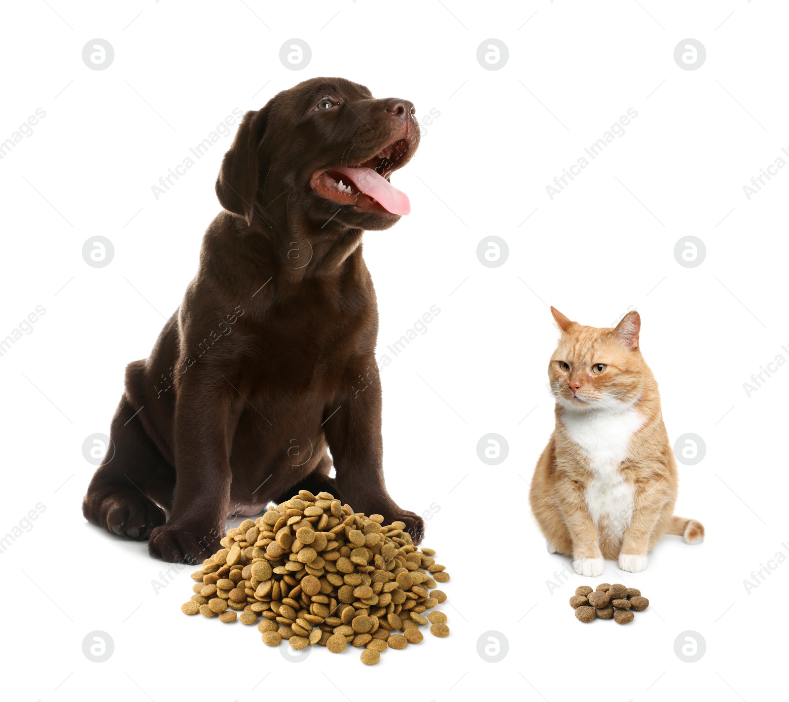 Image of Cat and dog near piles of pet food on white background