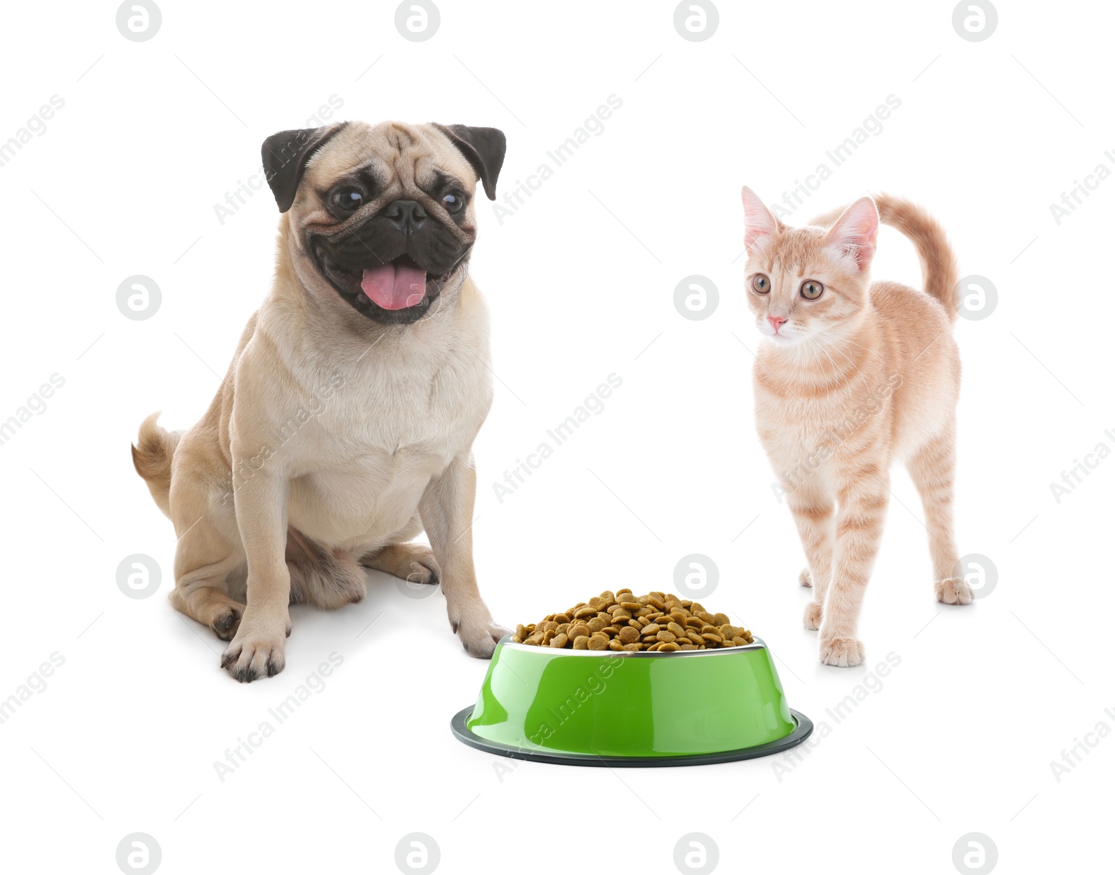 Image of Cat and dog with bowl full of pet food on white background