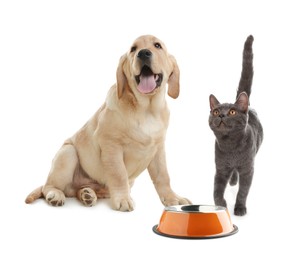 Image of Cat and dog with empty bowl on white background. Pet food