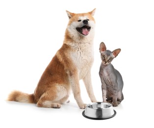 Image of Cat and dog with empty bowl on white background. Pet food