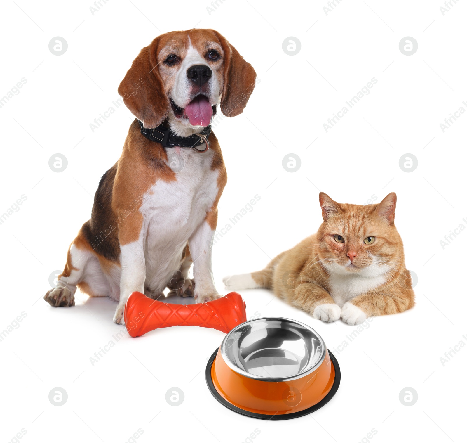 Image of Cat and dog with empty bowl on white background. Pet food