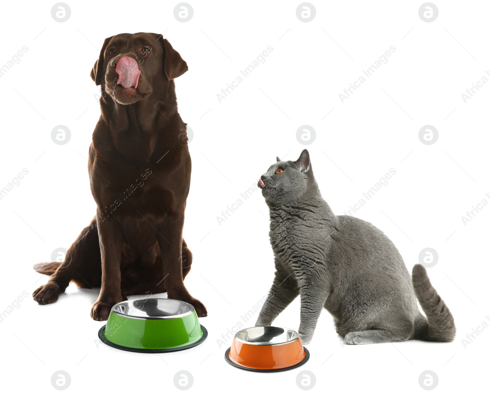 Image of Cat and dog with empty bowls on white background. Pet food