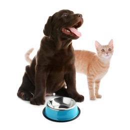 Image of Cat and dog with empty bowl on white background. Pet food