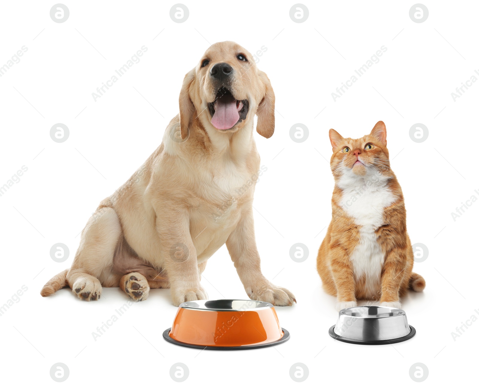 Image of Cat and dog with empty bowls on white background. Pet food