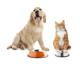 Image of Cat and dog with empty bowls on white background. Pet food