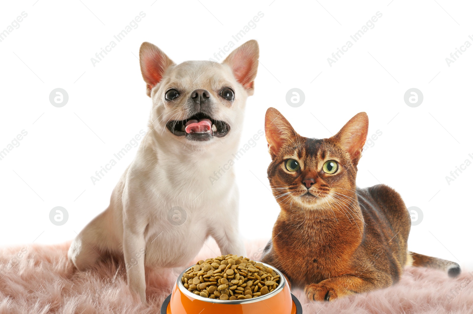 Image of Cat and dog with bowl full of pet food on white background