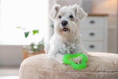 Photo of Cute dog with toy on pouf at home. Adorable pet