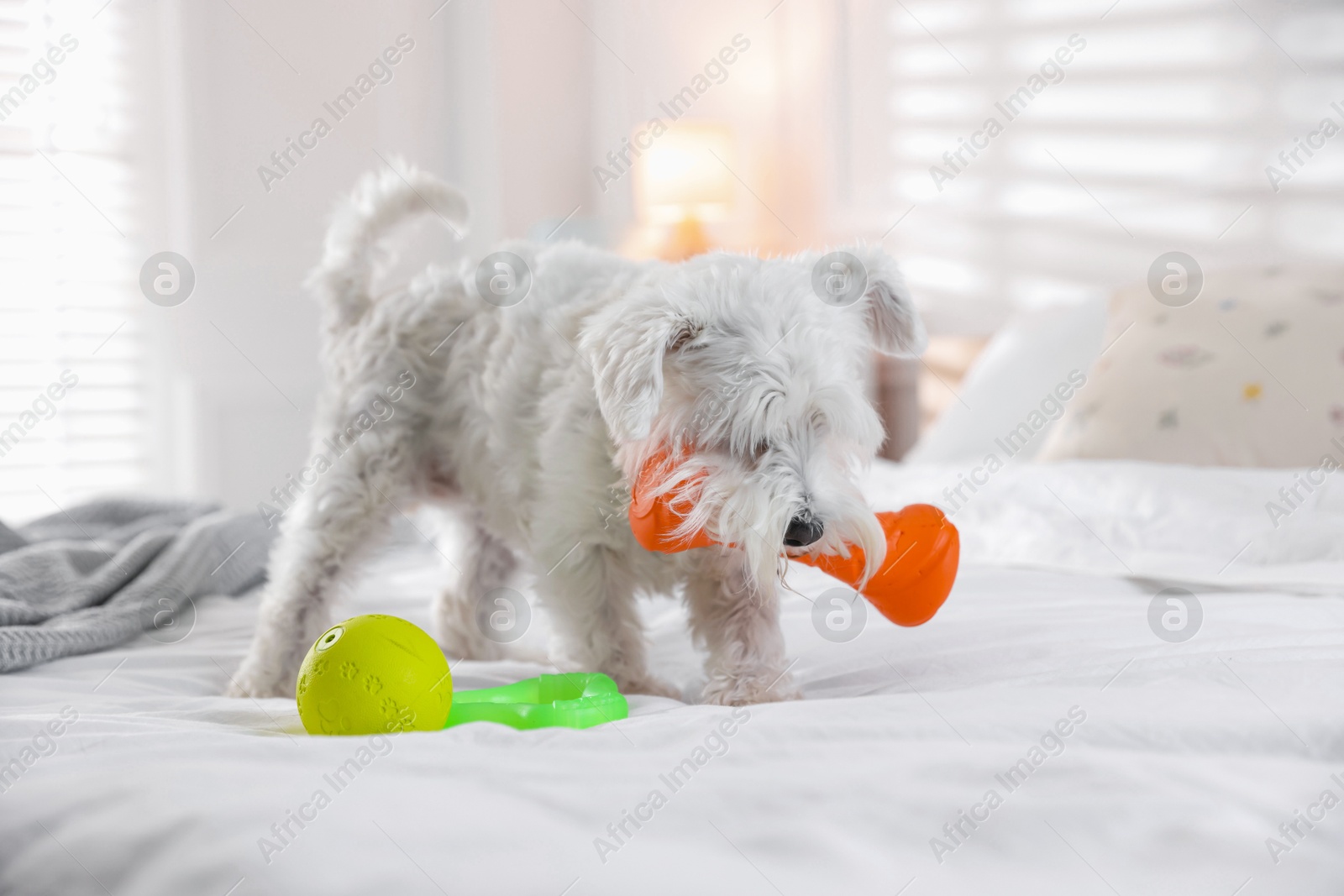 Photo of Cute dog playing with toy on bed at home. Adorable pet