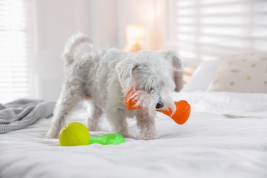 Photo of Cute dog playing with toy on bed at home. Adorable pet