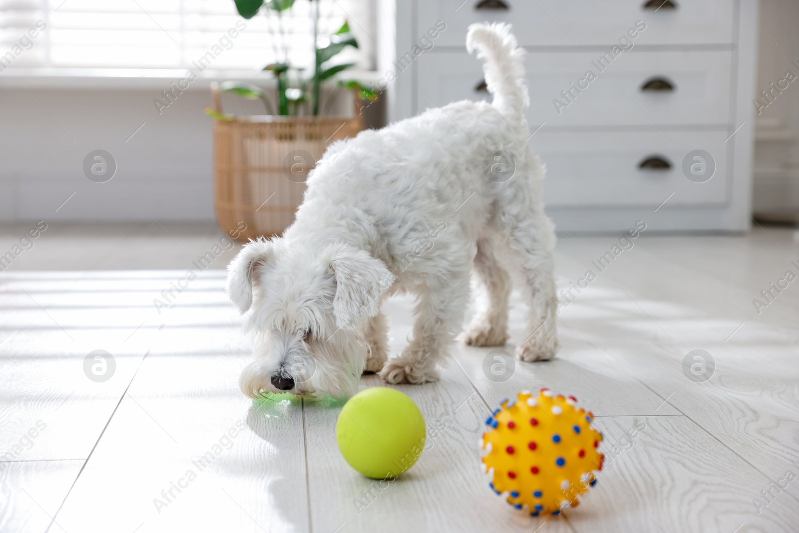 Photo of Cute dog playing with toys at home. Adorable pet